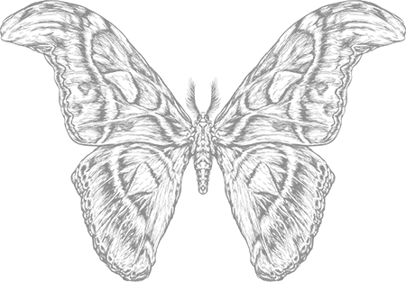 butterfly symbol